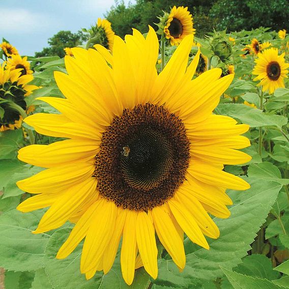 Sunflower 'Giant Yellow' - Seeds