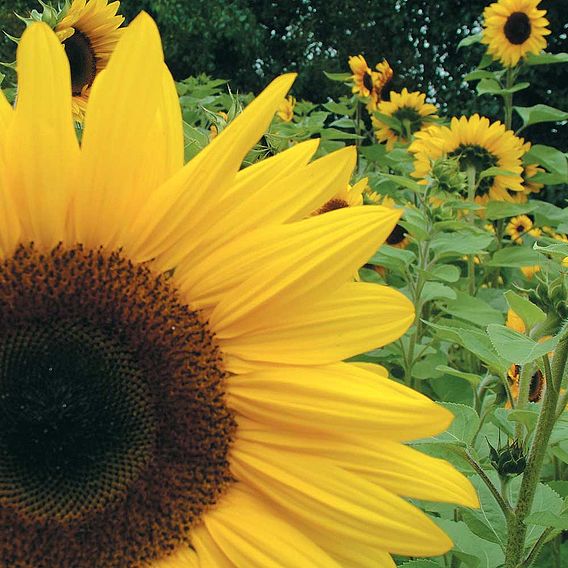 Sunflower 'Giant Yellow' - Seeds