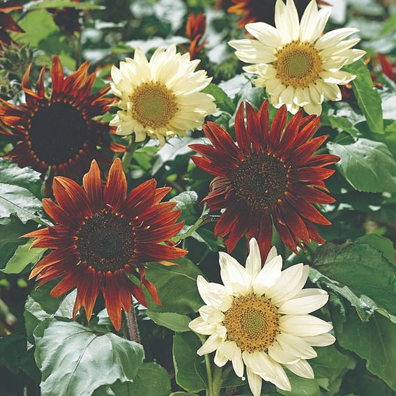 Sunflower 'Total Eclipse' - Seeds