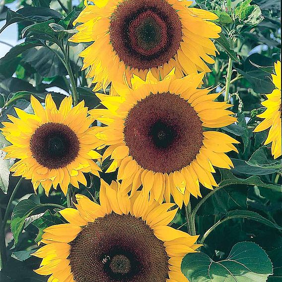 Sunflower F1 'Full Sun' - Seeds