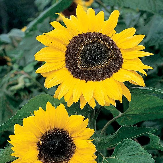 Sunflower 'Giant Yellow' - Seeds
