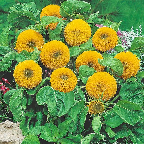 Sunflower 'Teddy Bear' - Seeds