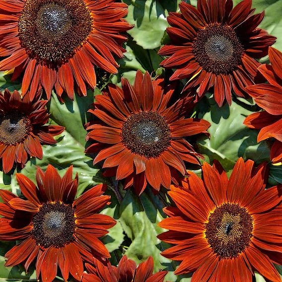 Sunflower 'Ruby Sunset' - Seeds