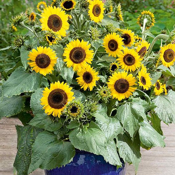 Sunflower 'Waooh' - Seeds for Pollinators