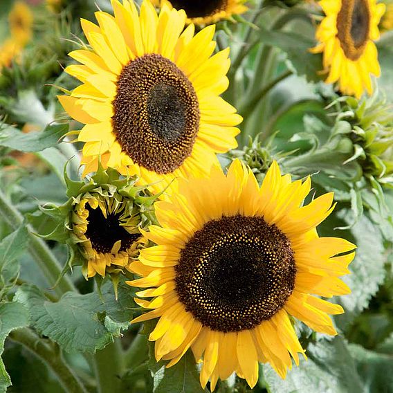 Sunflower 'Waooh!' - Seeds