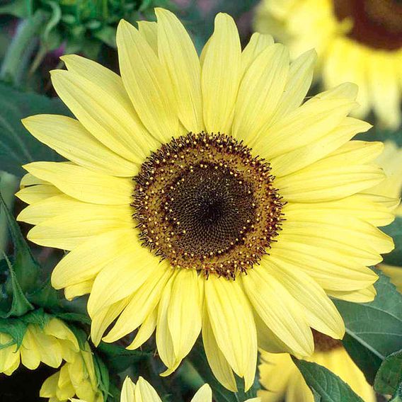 Sunflower 'Moonshine' - Seeds