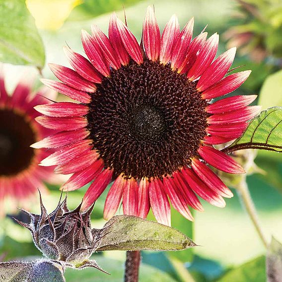 Sunflower 'Ms Mars' - Seeds