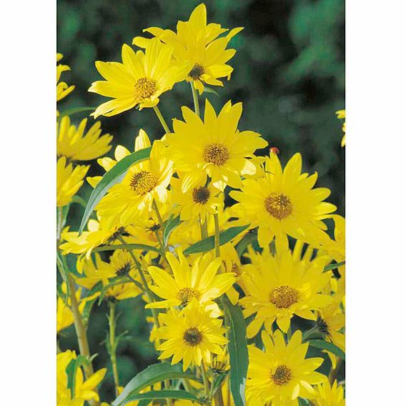 Sunflower Seeds - Year on Year
