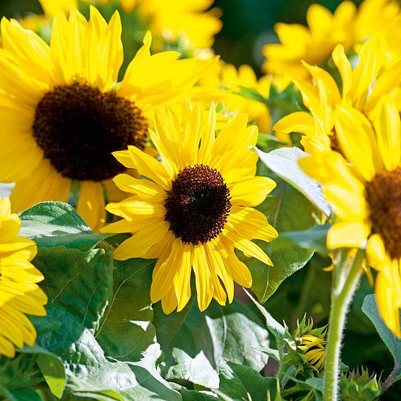 Sunflower F1 'Suntastic Yellow' - Seeds