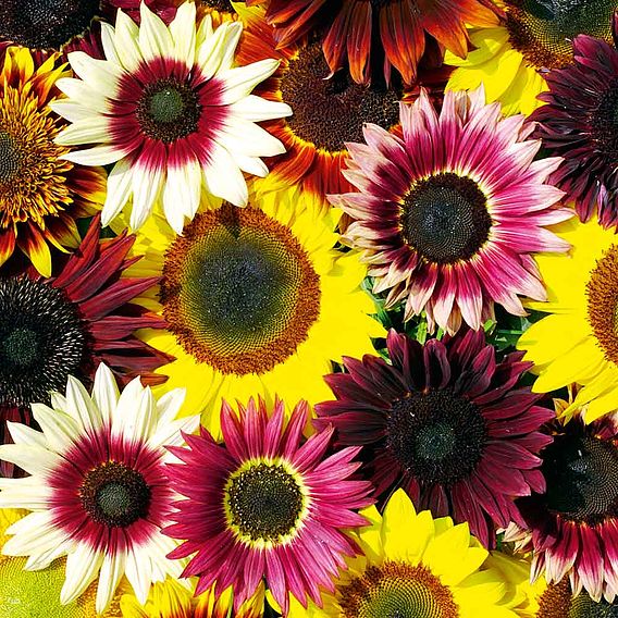 Sunflower 'Cut Flower Mix' - Seeds