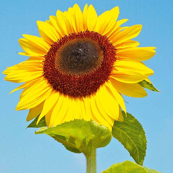 Sunflower 'Bird Table Flower (Titan)' - Seeds