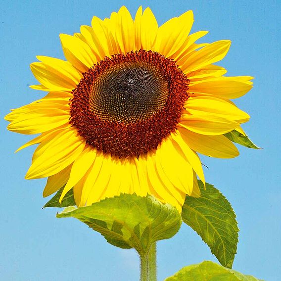 Sunflower Seeds - Bird Table Flower (Titan)