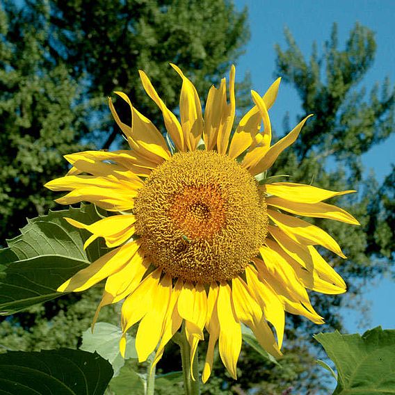 Sunflower Seeds - Pike's Peak