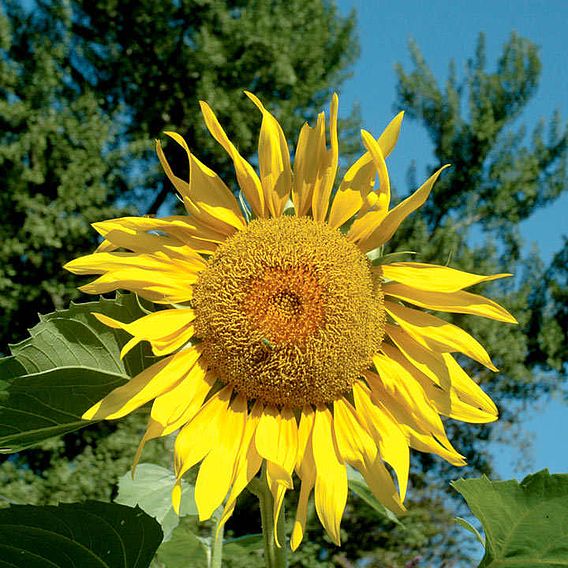 Sunflower 'Pike's Peak' - Seeds