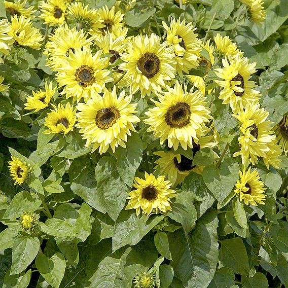 Sunflower Seeds - Garden Statement