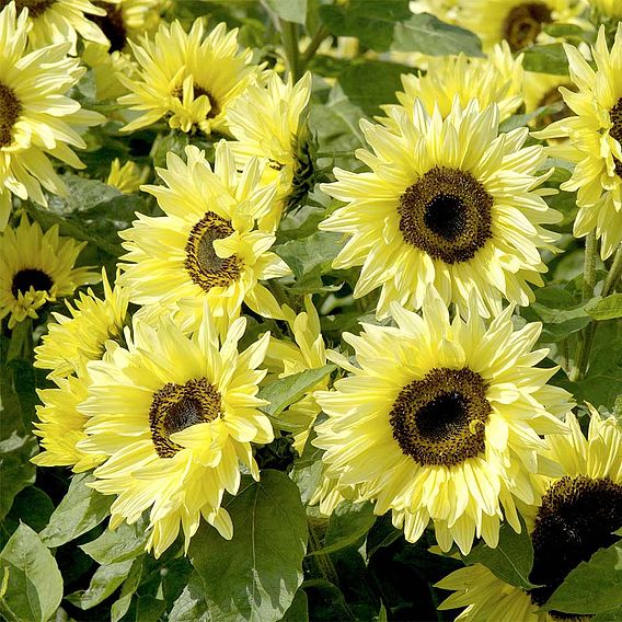 Sunflower Seeds - Garden Statement