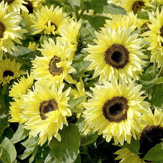 Sunflower 'Garden Statement' - Seeds
