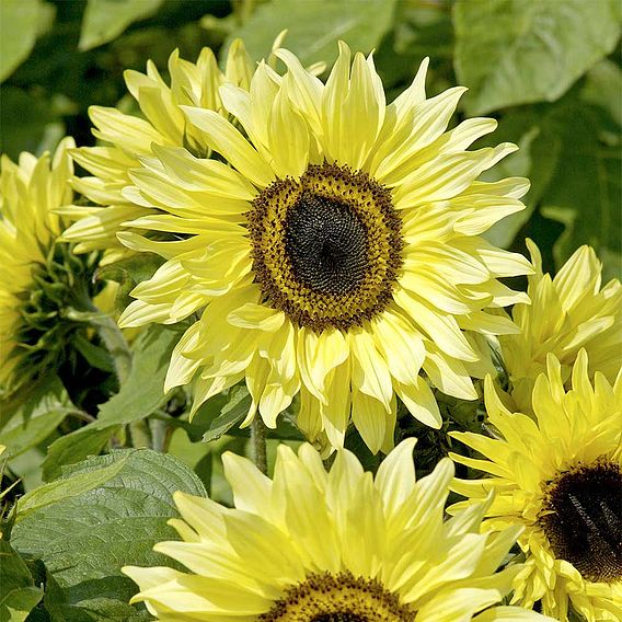 Sunflower Seeds - Garden Statement