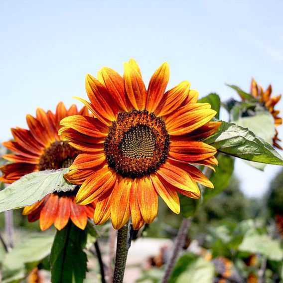 Sunflower (Organic) Seeds - Medium Red Flower