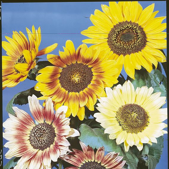 Sunflower 'Collection' - Seeds