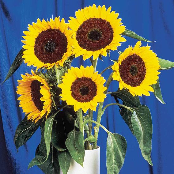 Sunflower Seeds - F1 Full Sun