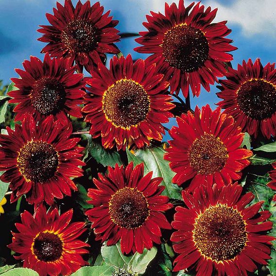 Sunflower 'Ruby Sunset' - Seeds