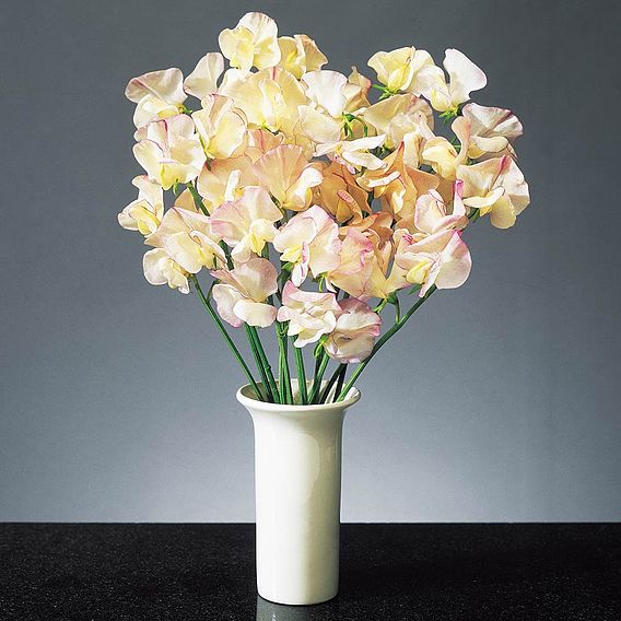 Sweet Pea 'High Scent' - Seeds