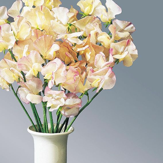 Sweet Pea 'High Scent' - Seeds