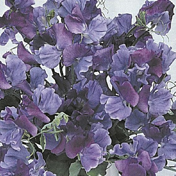 Sweet Pea 'Fragrant Skies' - Seeds