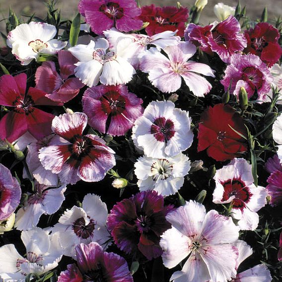 Dianthus Seeds - Sugar Baby Mix