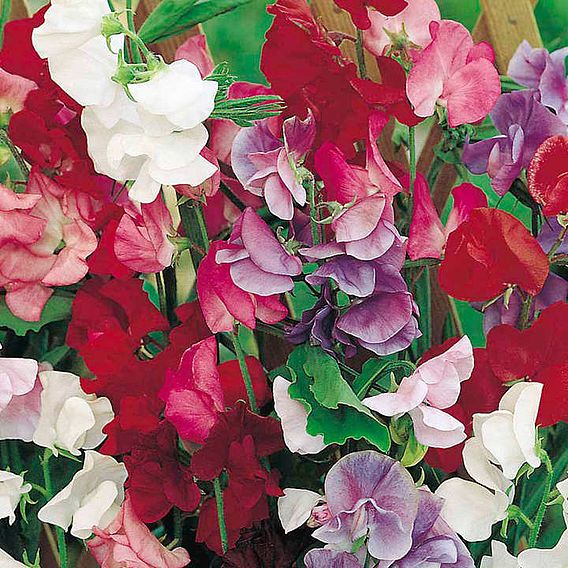 Sweet Pea 'Jet Set Mix' - Seeds