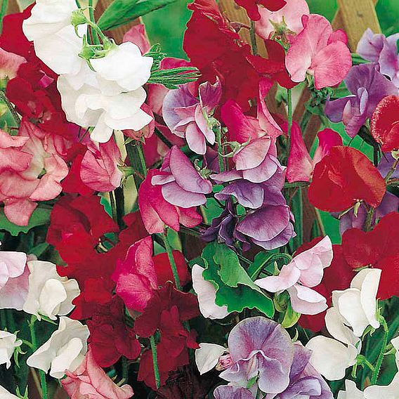 Sweet Pea Seeds - Jet Set Mix