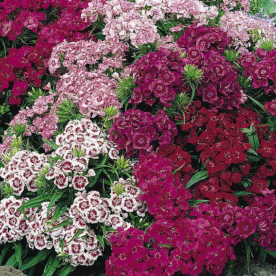 Sweet William 'Pinocchio' - Seeds