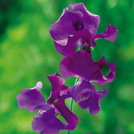 Sweet Pea 'Fragrant Skies' - Seeds