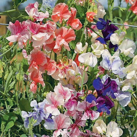 Sweet Pea Seeds - True Fragrance