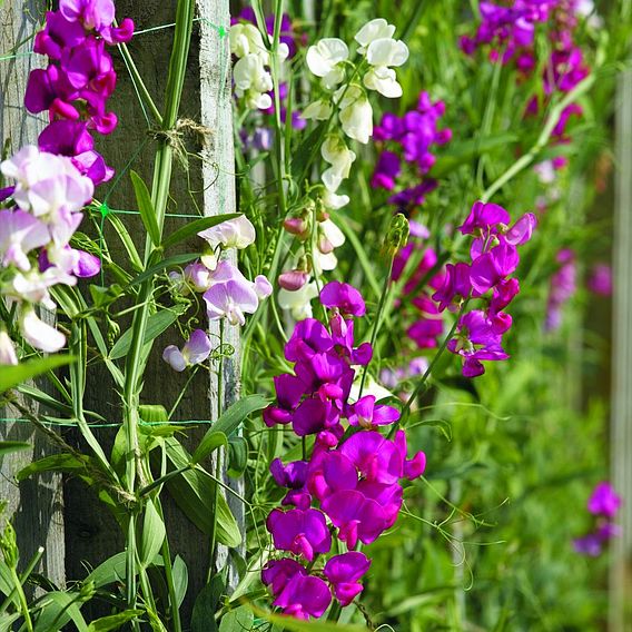 Sweet Pea Seeds - Everlasting Mix