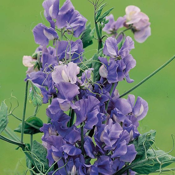 Sweet Pea 'Noel Sutton' - Seeds