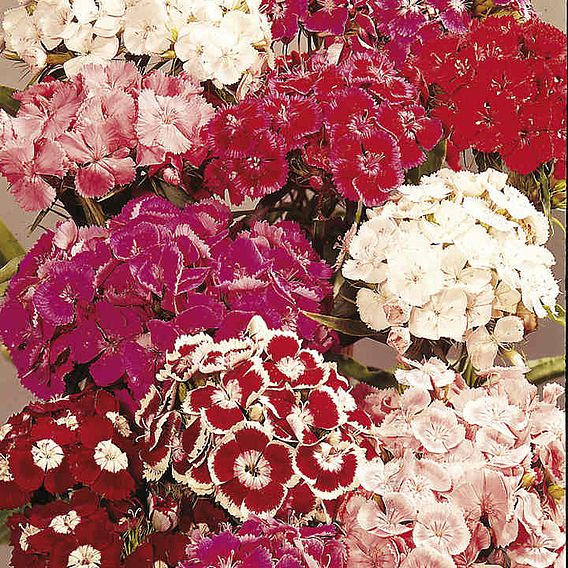 Sweet William 'Perfume Mix' - Seeds