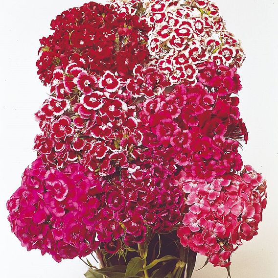 Sweet William 'Auricula-Eyed Mix' - Seeds