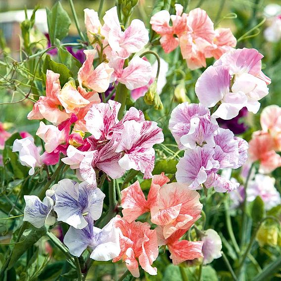 Sweet Pea Seeds - True Fragrance