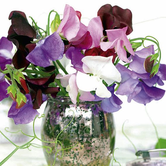 Sweet Pea 'Long Stem Mixed' - Seeds