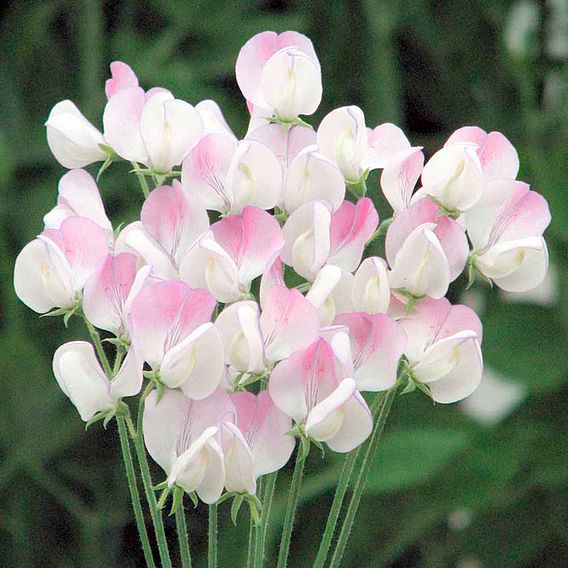 Sweet Pea Seeds - Lavender Bridesmaid