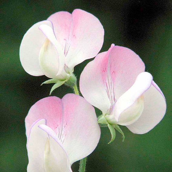 Sweet Pea 'Lavender Bridesmaid' - Seeds