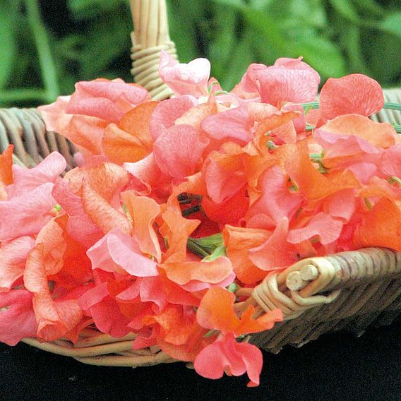 Sweet Pea 'Prince of Orange' - Seeds