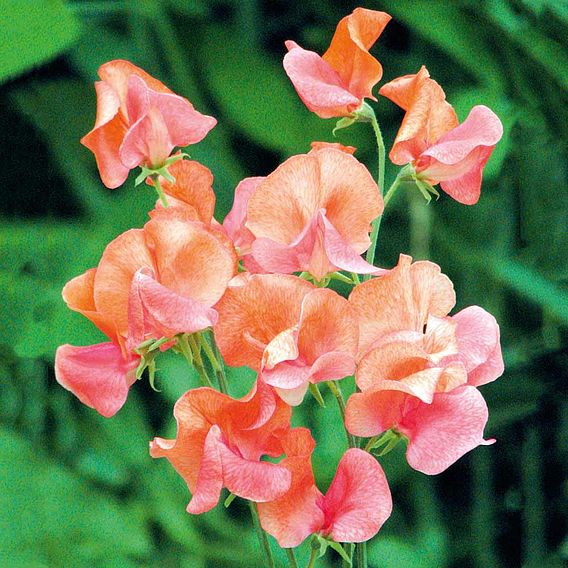 Sweet Pea 'Prince of Orange' - Seeds