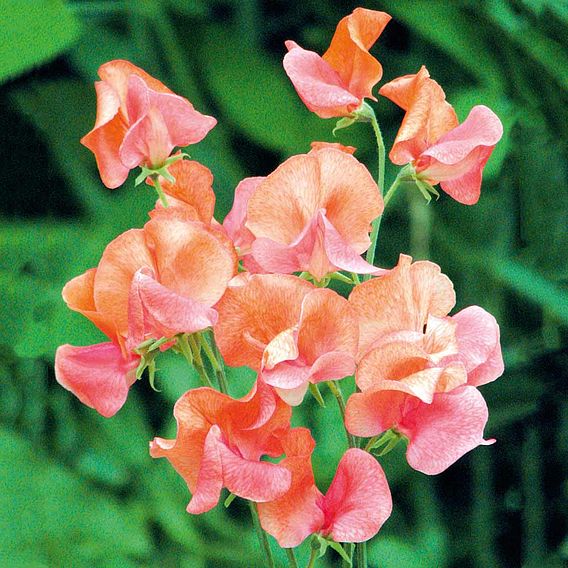 Sweet Pea Seeds - Prince of Orange