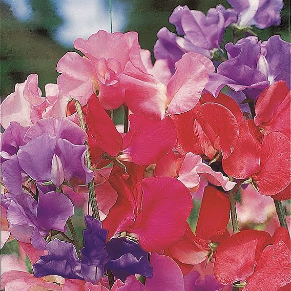 Sweet Pea 'Super Smelly Sweet Pea (Spencer Mix)' - Seeds