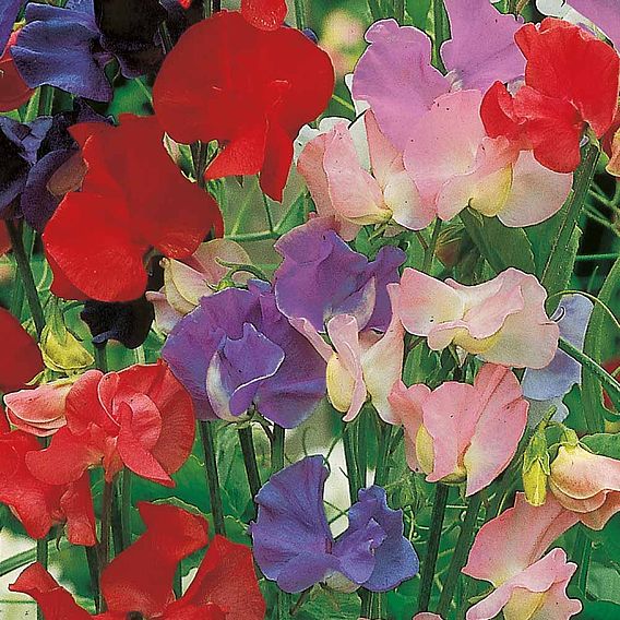 Sweet Pea 'Old Fashioned Scented Mix' - Seeds