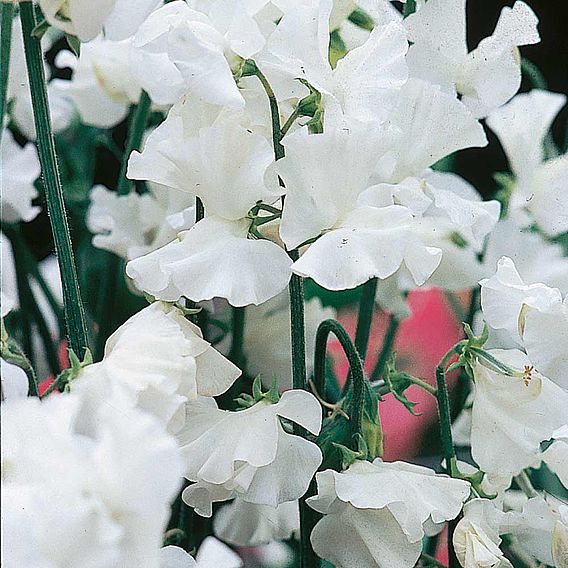 Sweet Pea Seeds - Exhibitors Collection
