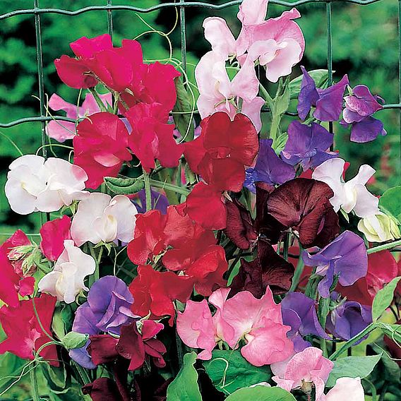Sweet Pea 'Spencer Special Mix' - Seeds